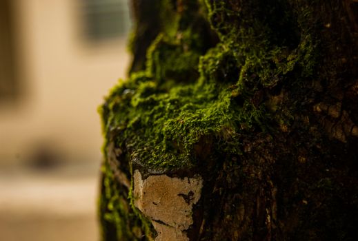 Close-up Photo Of Green Moss