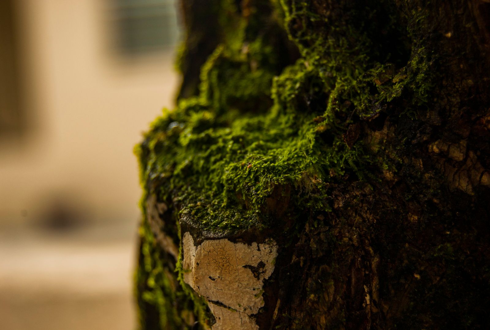 Moss and forest floor — photo by Well Cabral on Pexels