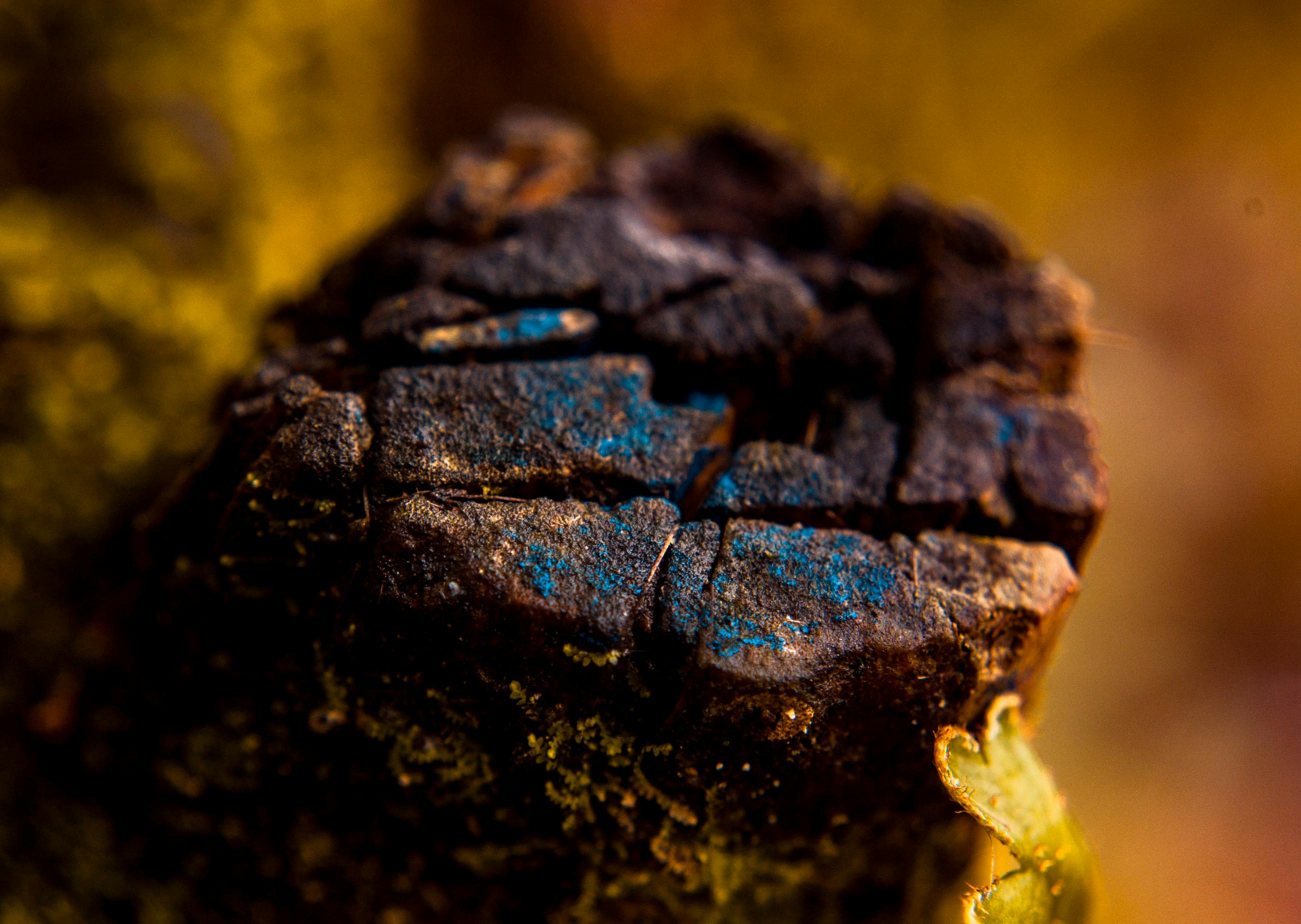 宏观镜头详细展示了烧焦的木材，其充满活力的蓝黄色调因苔藓纹理而更显突出