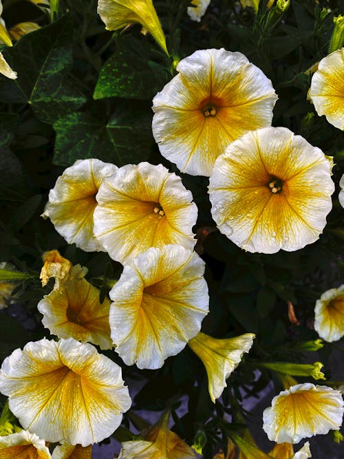 Photo of Flowers