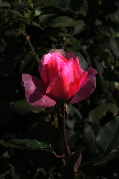 Foto d'estoc gratuïta de flor rosa, florint, fotografia de flors