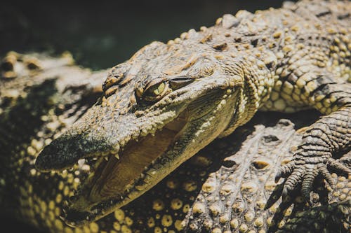 Ingyenes stockfotó állat, állatfotók, fényképek a vadvilágról témában