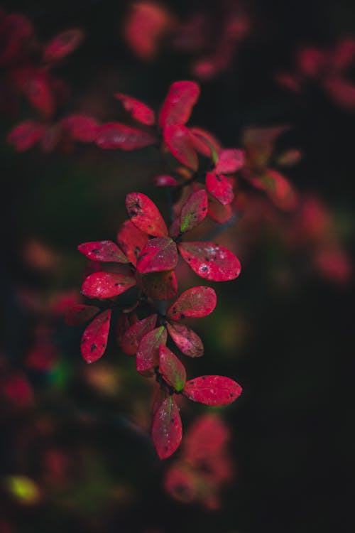 Selective Focus Photo of Red Leaves