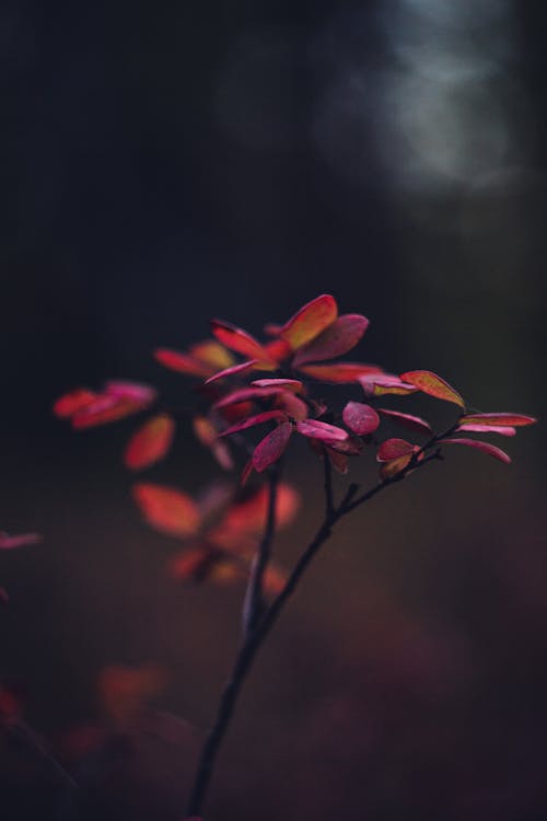 Close-up of Dark Red Autumn Leaves 