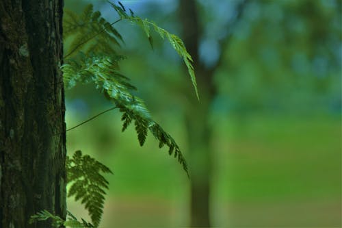 Fotos de stock gratuitas de corteza de árbol, crecimiento, de cerca