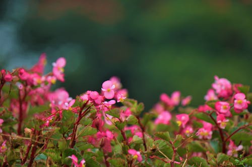 Pink Flowers in Close-Up Photography