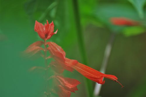 Free stock photo of flowers, green leaves, red flowers