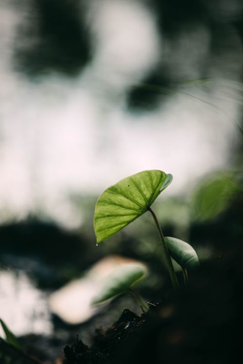 Free Small Calla plant with green leaf growing on coast near lake on blurred background in wild nature on summer day Stock Photo