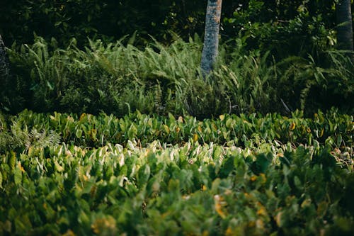 Abundance of green plants growing in plantation with tree trunk and exotic fern leaves in wild nature on summer day