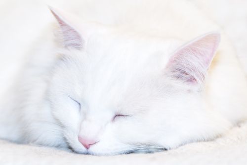 Free A serene close-up of a fluffy white cat peacefully sleeping indoors. Stock Photo