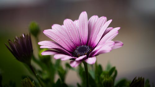 Purple Petal Flower