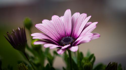 Free Beautiful macro shot of a purple daisy flower with fresh dew drops on petals. Stock Photo