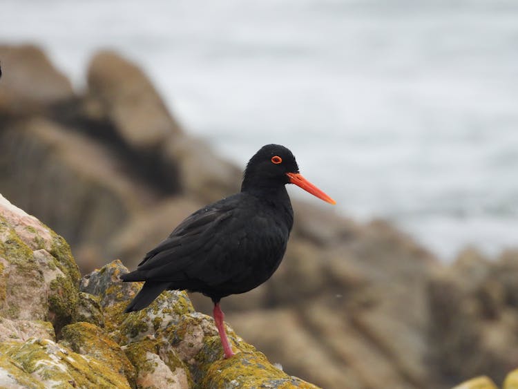 African Oystercatcher Perched On A Mossy Rock