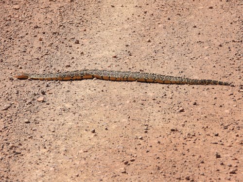 คลังภาพถ่ายฟรี ของ saharah, งู, งูอยู่บนถนน