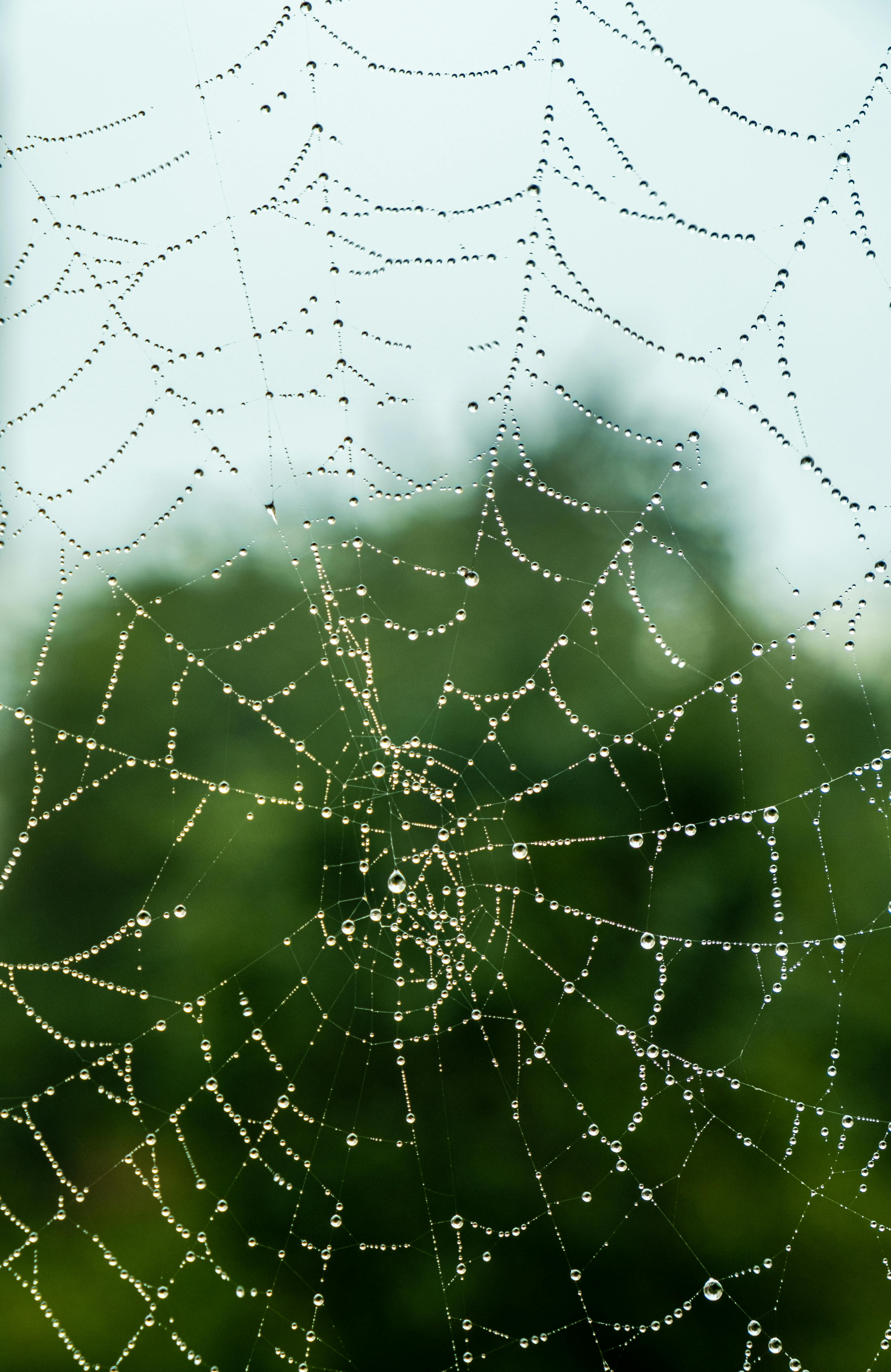 Water Droplets on Spider Web in Close Up Photography · Free Stock Photo