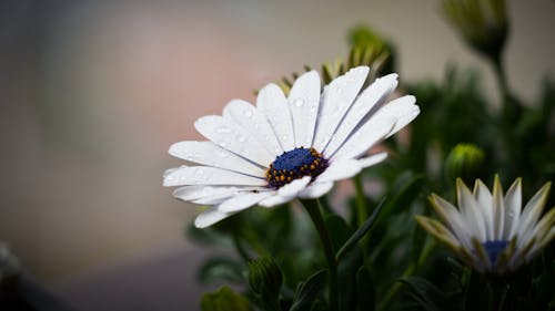 бесплатная Селективный фокус фото белого цветка остеоспермума в цвету Стоковое фото