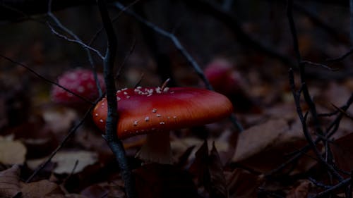 A Close-Up Shot of a Red Mushroom