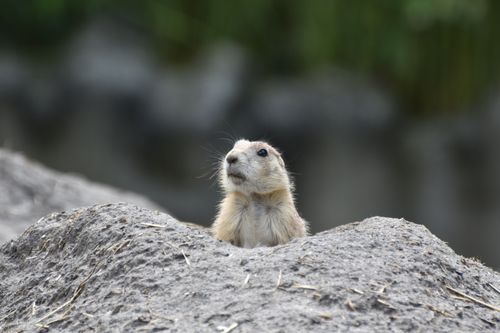 Free A black-tailed prairie dog peeking out from its burrow, showing alertness and curiosity. Stock Photo