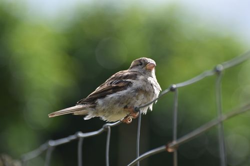 Free Close-up of a house sparrow perched on a fence with a blurred green background. Stock Photo