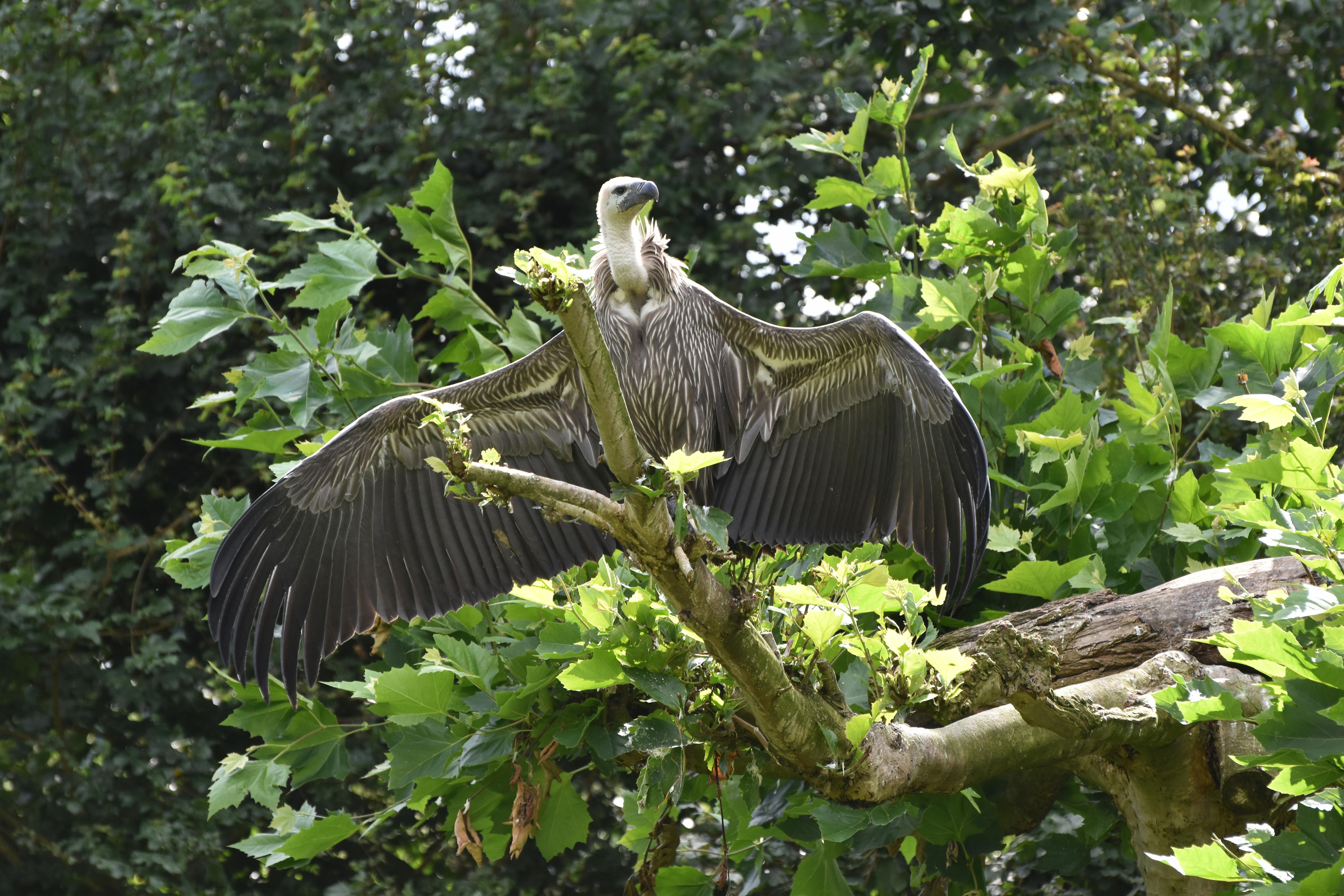 Vroege Vogelspark