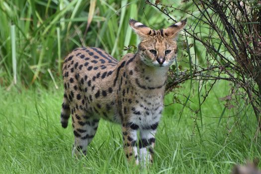 
A Serval in the Wild