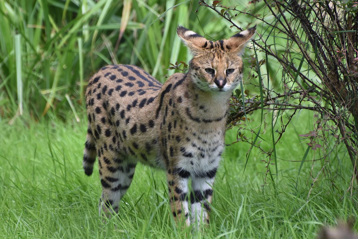 Serval et Savannah en France : autorisés ? F1-F4, F5 et amende