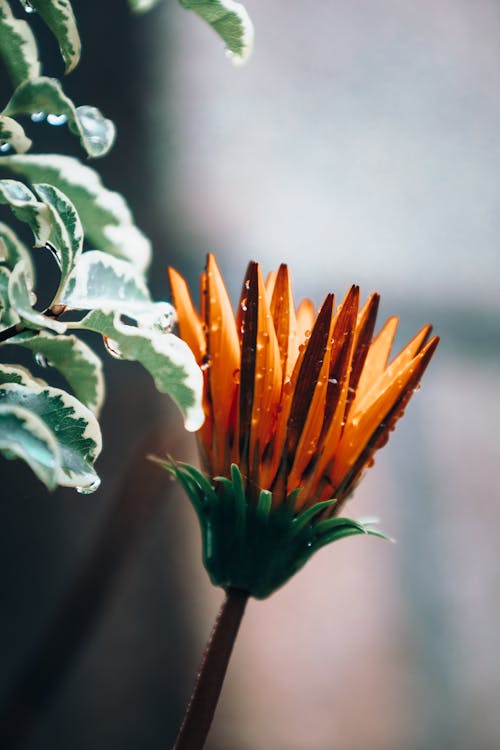 A Close-Up Shot of an Orange Flower