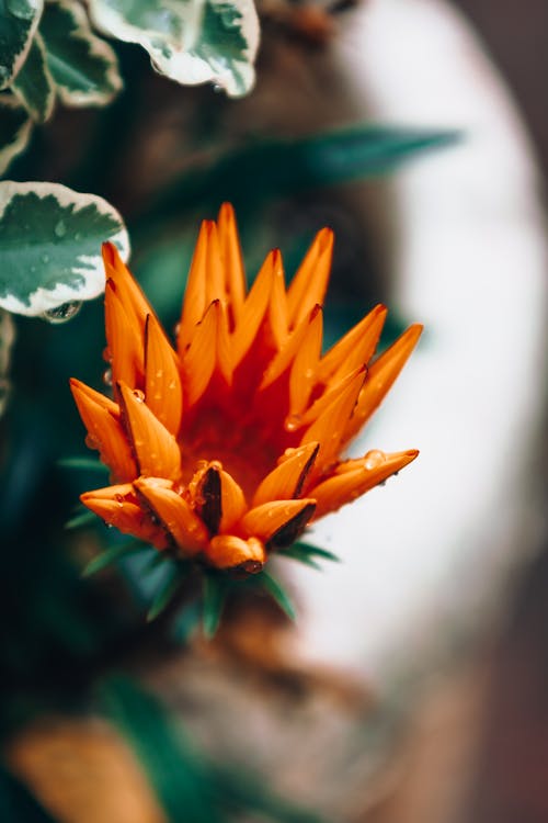 An Orange Flower in Tilt Shift Lens
