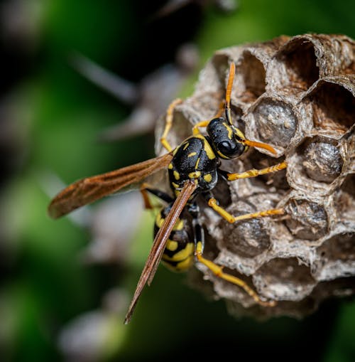 A Wasp Pollinating on a Honeycomb