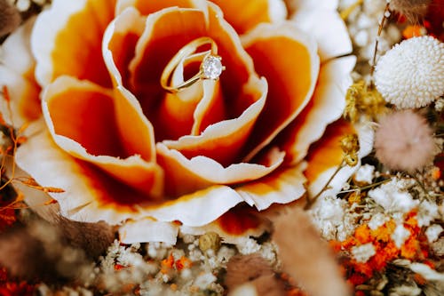 Free Engagement Ring on a Flower Stock Photo