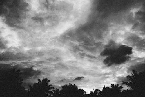 Grayscale Photo of Trees Under Cloudy Sky