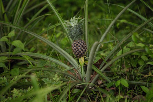 Close-Up Shot of Pineapple Fruit on Green Grass