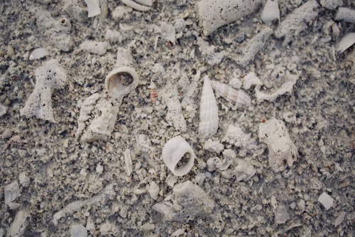 Foto profissional grátis de chão, conchas do mar, conhecimento