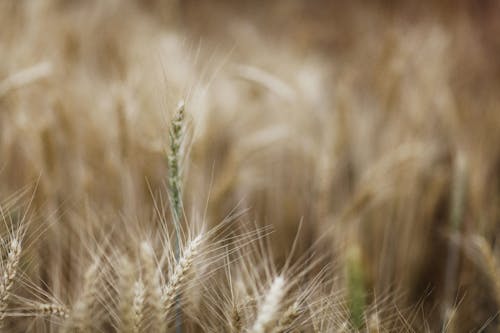 Selective Focus Photo of Brown Wheat