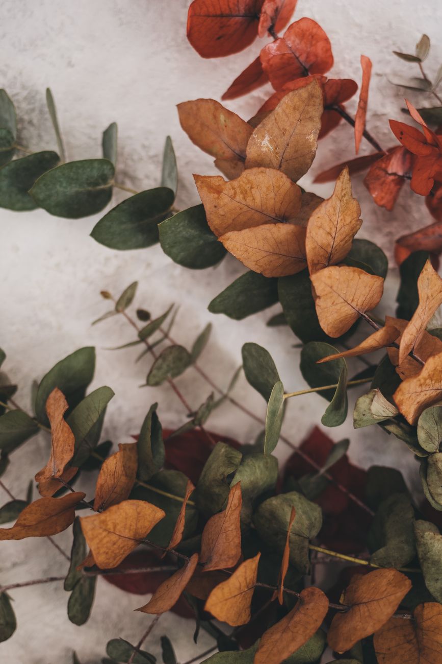 fall wreath front 2026 Test