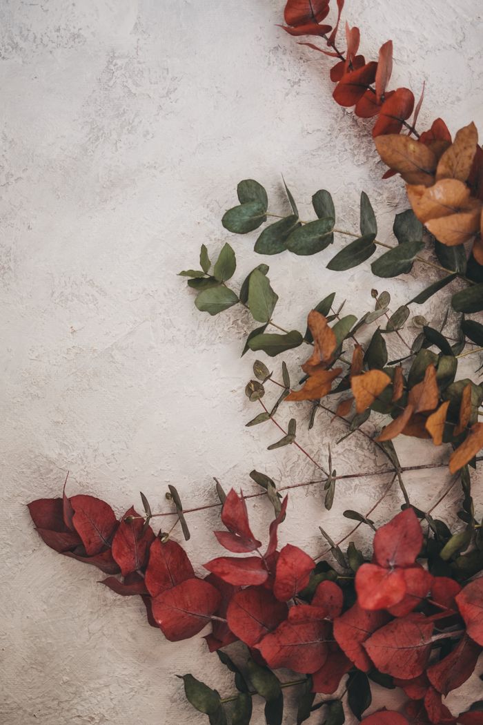 Turning eucalyptus leaves laid on stone. Photo by Lisett Kruusimae on Pexels