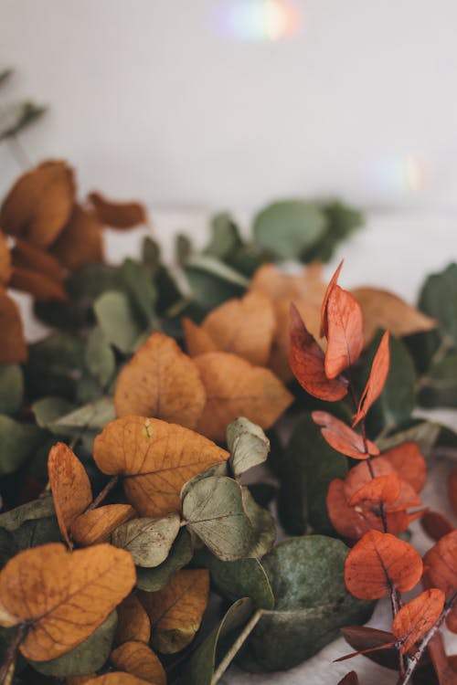 Free Fotos de stock gratuitas de colores de otoño, de cerca, hojas marrones Stock Photo