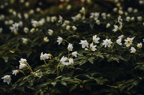 Kostenlos Weiße Blütenblattblume Stock-Foto