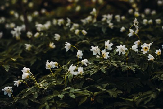 在郁郁葱葱的绿色花园里，白色的海葵花在自然光线下静静绽放，构成了一幅宁静的户外景象