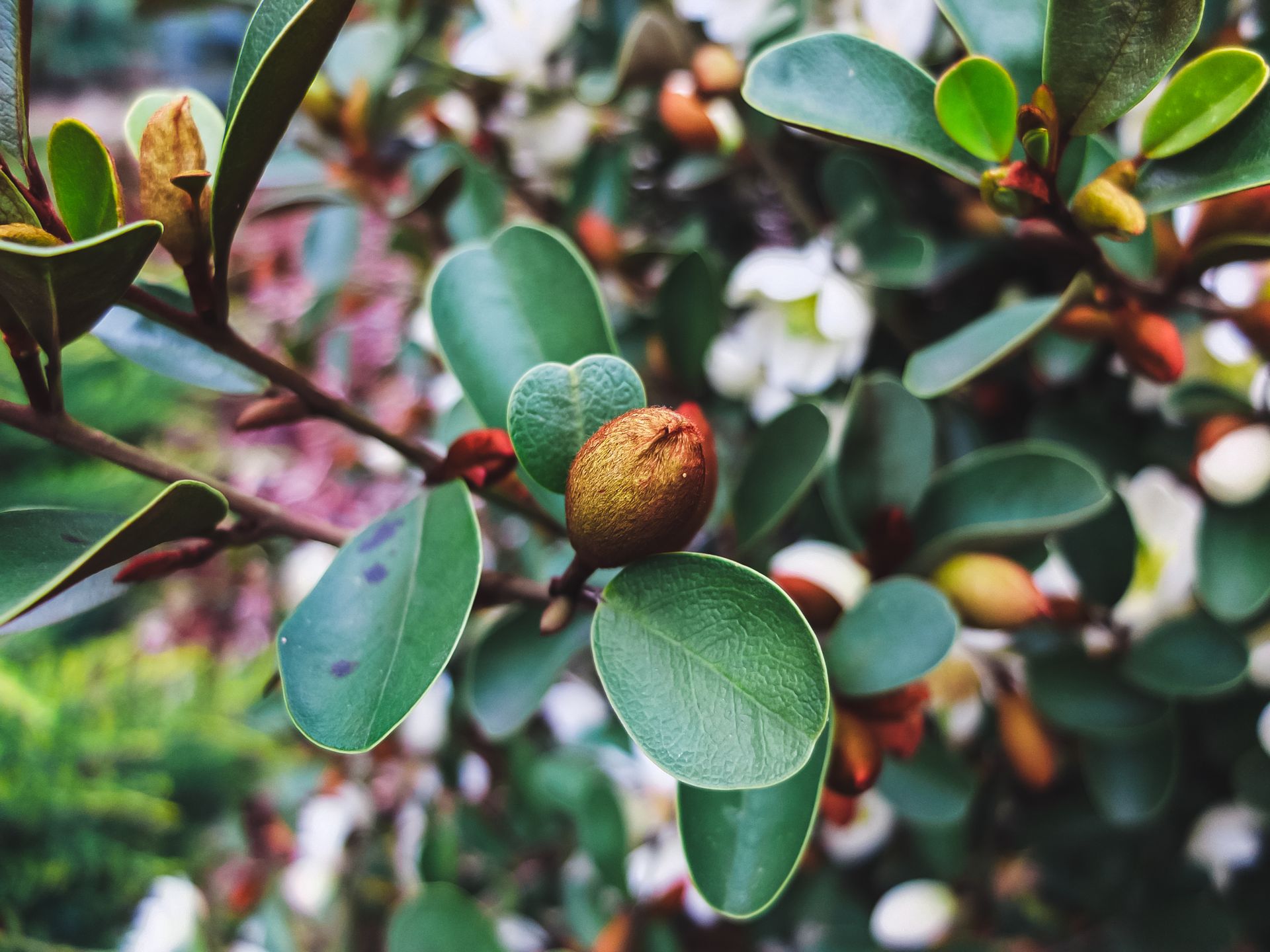 Vibrant close-up of an evergreen shrub with budding flowers, capturing nature's beauty in spring.