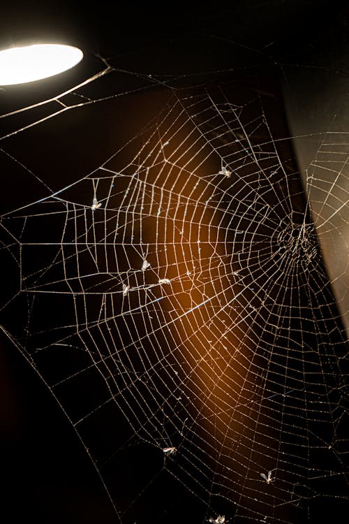 Ilmainen kuvapankkikuva tunnisteilla hämähäkinverkko, hehkulamppu, lähikuva