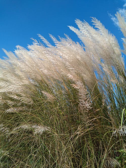 Foto profissional grátis de área, campo agrícola, céu azul