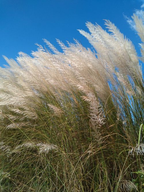 Free Lush saccharum spontaneum grass waving against a bright blue sky in a vertical composition. Stock Photo