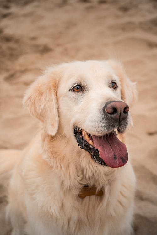 Golden Retriever Sitting on Sand