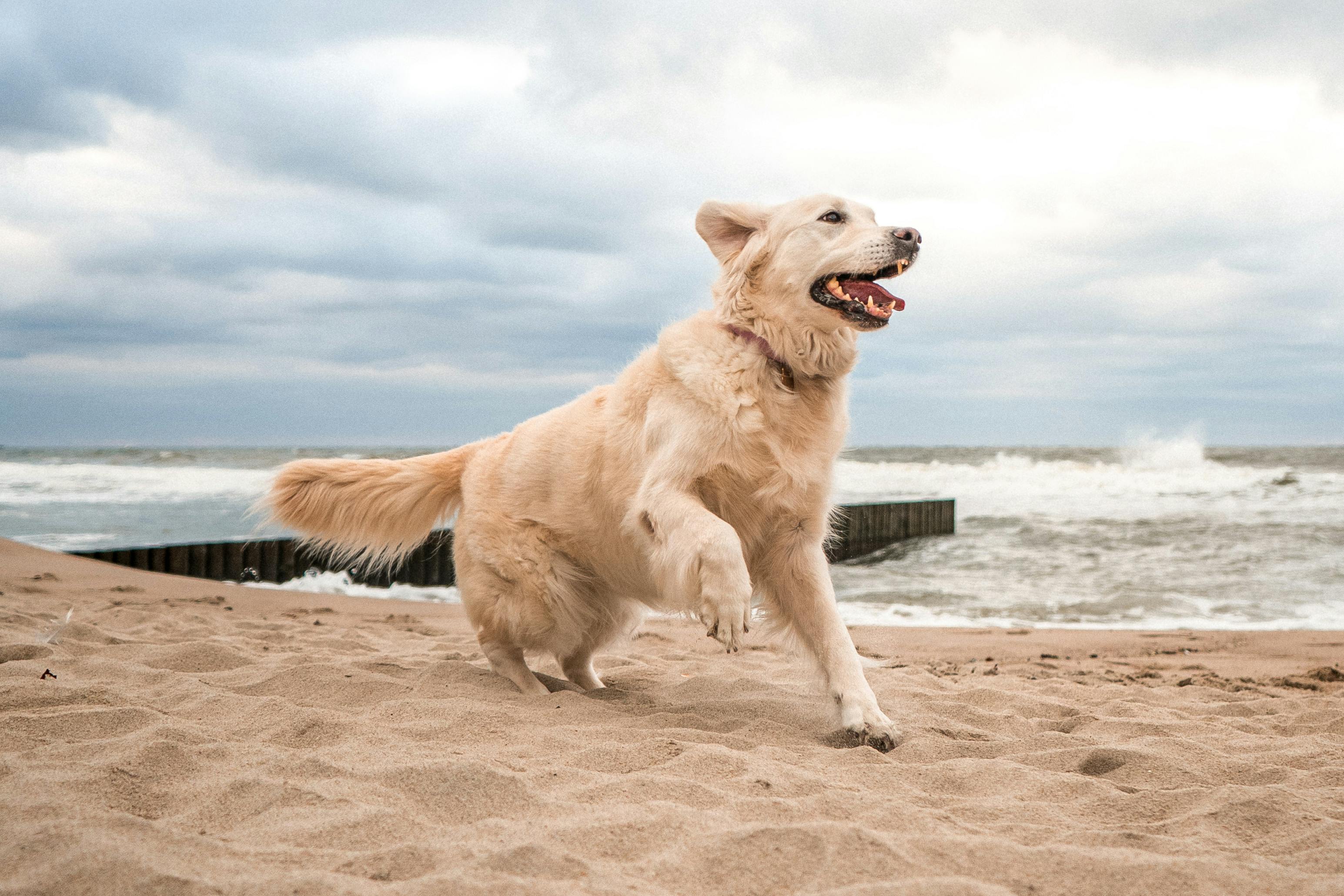 Golden Retriever Playing on the Beach Shore · Free Stock Photo