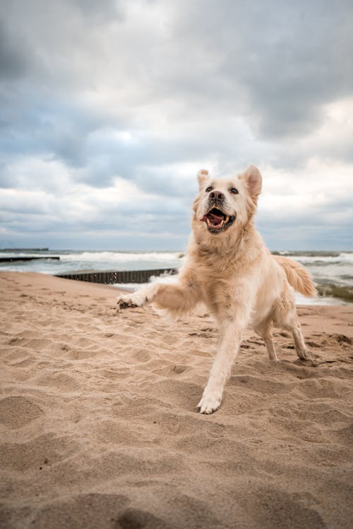 Photo of a Golden Retriever Playing on the Sand
