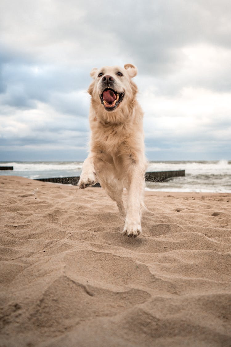 A Dog Running At The Beach