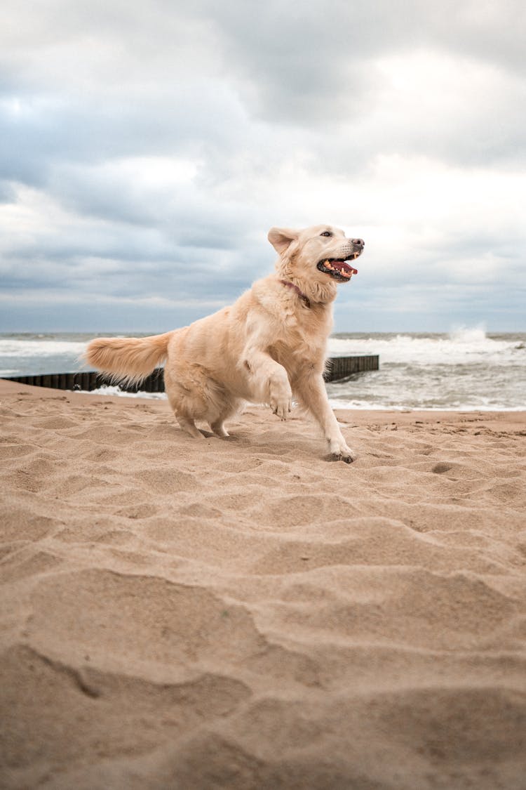 Dog On Beach