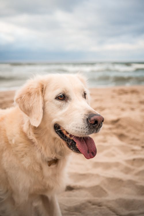 Close-Up Shot of a Dog at the Beach