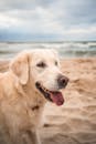 Golden Retriever on Beach Shore